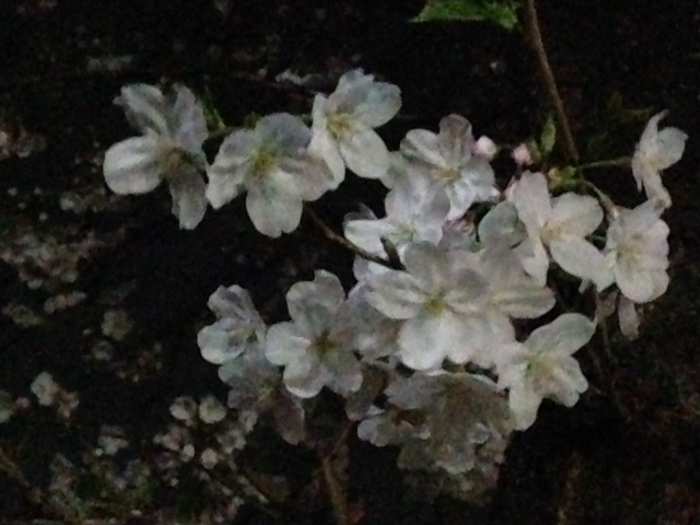桜_b0286862_15503983.jpg