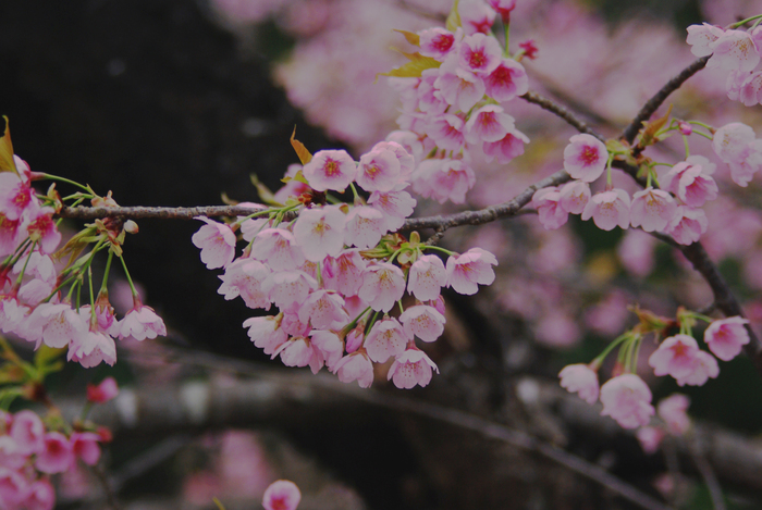 桜　佐倉市ユーカリが丘　満開　3月30日_e0117266_12282233.jpg