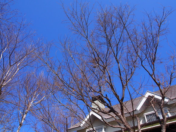 b0194267_133546.jpg