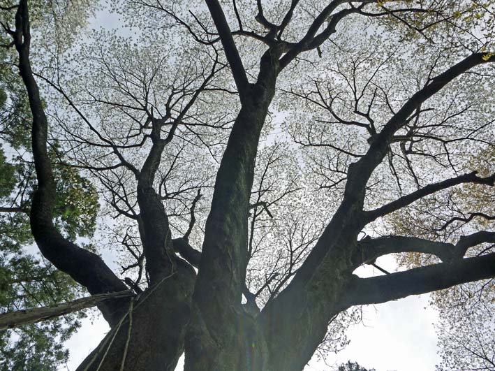 満開の夫婦桜に訪れた市民歓声：六国見山森林公園3・29_c0014967_1111522.jpg