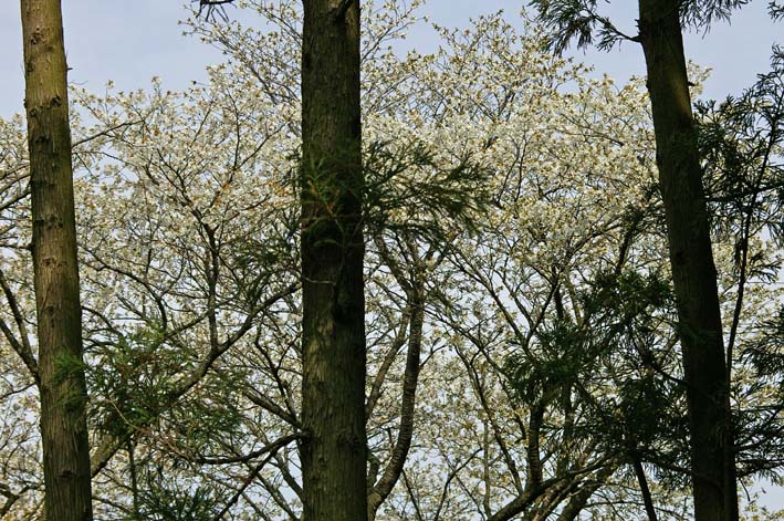 満開の夫婦桜に訪れた市民歓声：六国見山森林公園3・29_c0014967_1122276.jpg