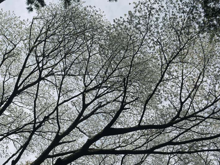 満開の夫婦桜に訪れた市民歓声：六国見山森林公園3・29_c0014967_1125752.jpg