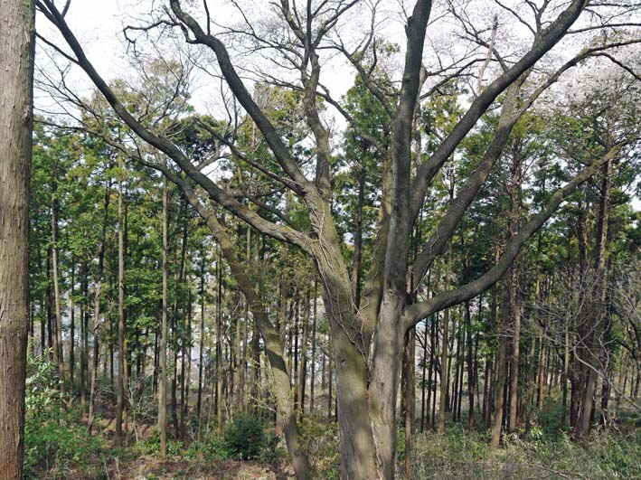 満開の夫婦桜に訪れた市民歓声：六国見山森林公園3・29_c0014967_1135257.jpg
