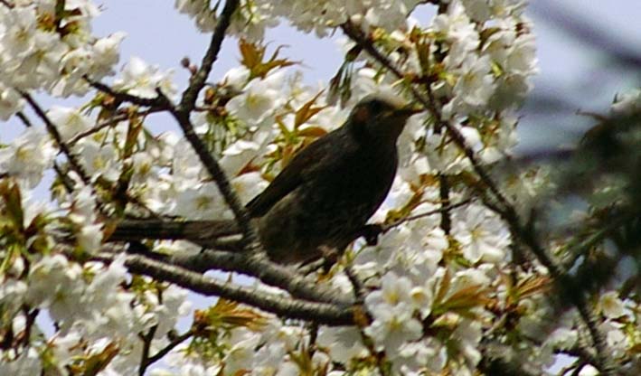 満開の夫婦桜に訪れた市民歓声：六国見山森林公園3・29_c0014967_1142836.jpg