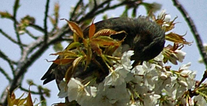 満開の夫婦桜に訪れた市民歓声：六国見山森林公園3・29_c0014967_1144815.jpg