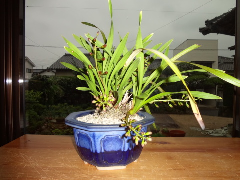 キンリョウヘン（蜜蜂蘭） : 鑑定士ハチの部屋