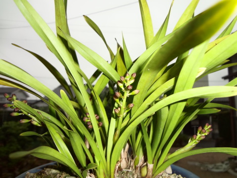 一流の品質 キンリョウヘン（蜜蜂蘭） 鑑定士ハチの部屋 : その他観葉植物