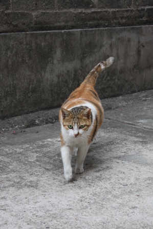 錦田吉慶圍_c0135971_1839925.jpg
