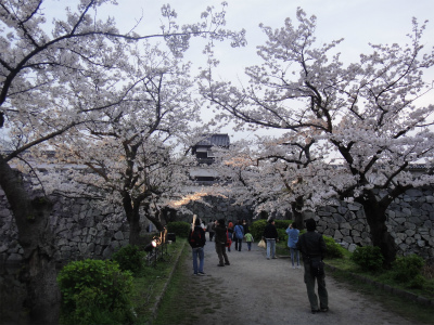 桜　満開（福岡市）_d0182075_5162781.jpg