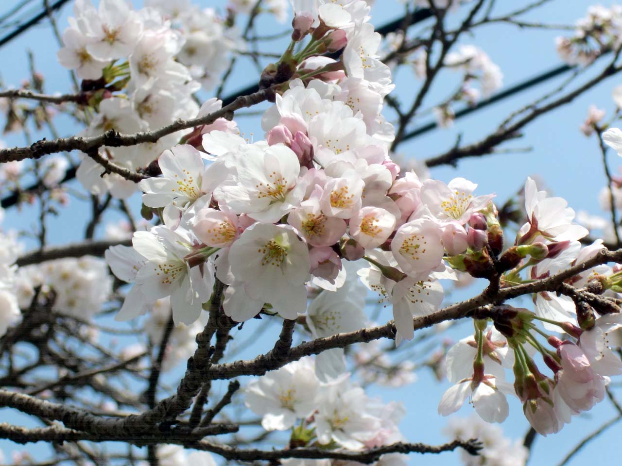 お気に入りの桜_e0070880_8102218.jpg