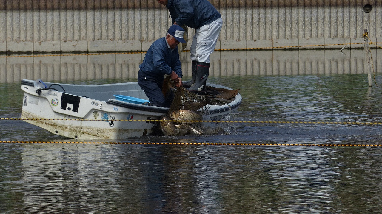 かいぼり進む別所沼_a0185081_136181.jpg