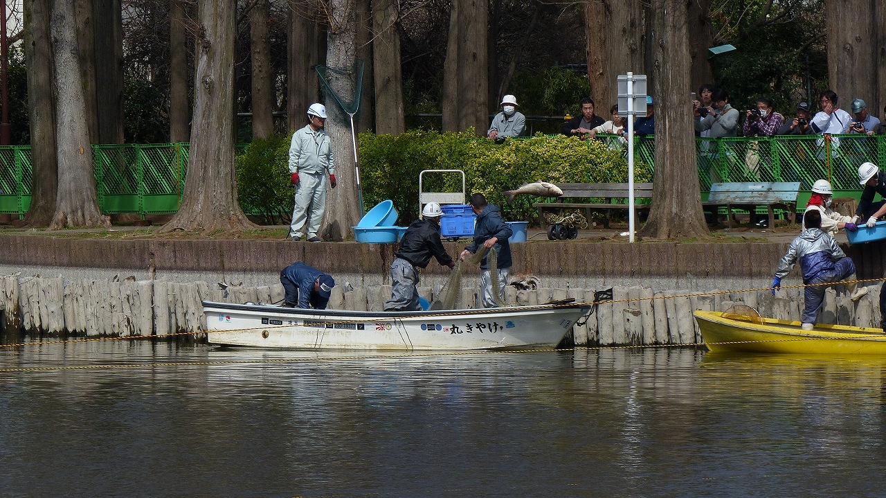 かいぼり進む別所沼_a0185081_1364034.jpg