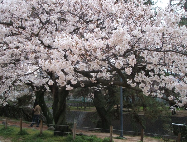 桜～～咲いた！！_d0074683_22403331.jpg