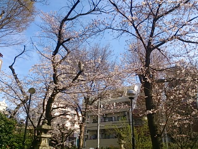 『桜』_a0075684_1712990.jpg