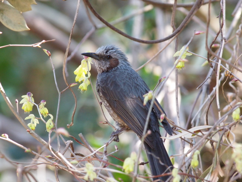 花食ヒヨドリ@江戸川_f0055184_1539181.jpg