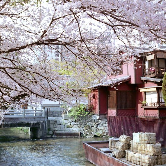 京都の桜に思いをはせる　~高瀬川一之船入_c0160185_2065734.jpg