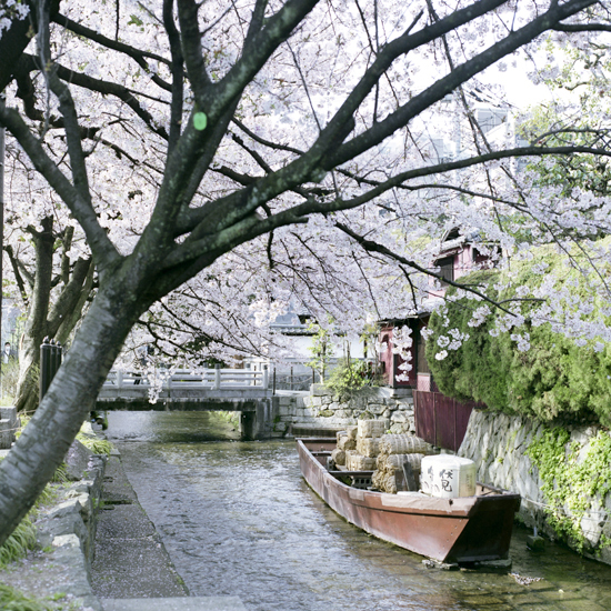 京都の桜に思いをはせる　~高瀬川一之船入_c0160185_2071664.jpg