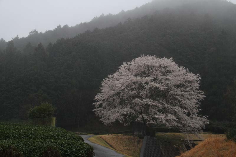 桜３　「大木」_c0177785_12161629.jpg