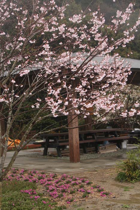 桜３　「大木」_c0177785_1229091.jpg