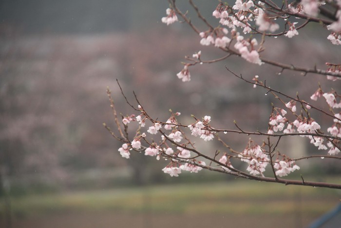 桜３　「大木」_c0177785_12292681.jpg