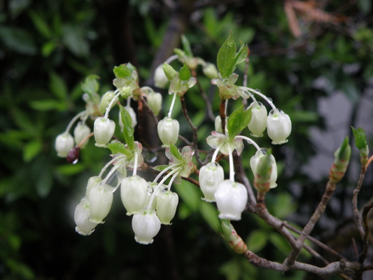 ３月３０日　朝食と今朝の花_e0086885_1375073.jpg