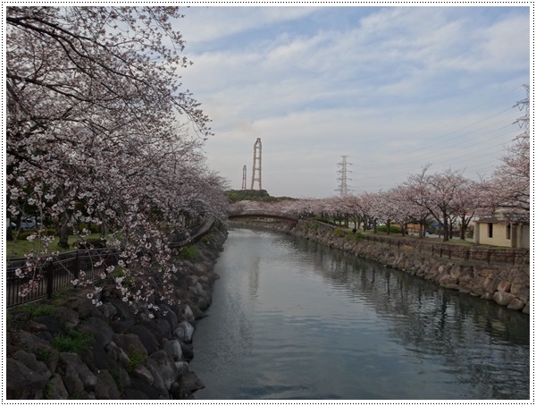 ♪♪さくら♪♪とお花見_b0175688_21462154.jpg