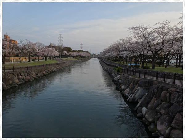 ♪♪さくら♪♪とお花見_b0175688_21463087.jpg
