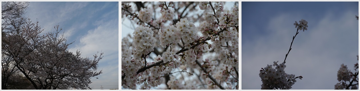 ♪♪さくら♪♪とお花見_b0175688_21471771.jpg