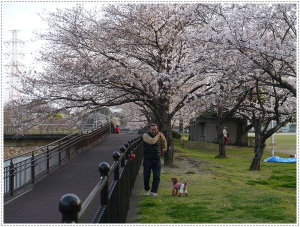 ♪♪さくら♪♪とお花見_b0175688_21492720.jpg