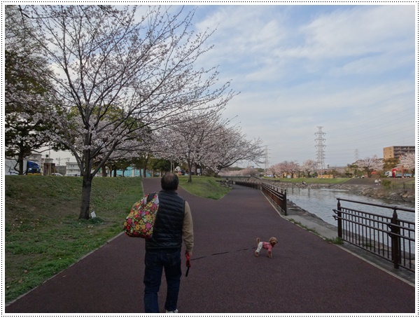 ♪♪さくら♪♪とお花見_b0175688_2149982.jpg