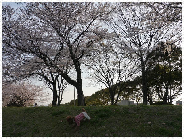 ♪♪さくら♪♪とお花見_b0175688_21501477.jpg