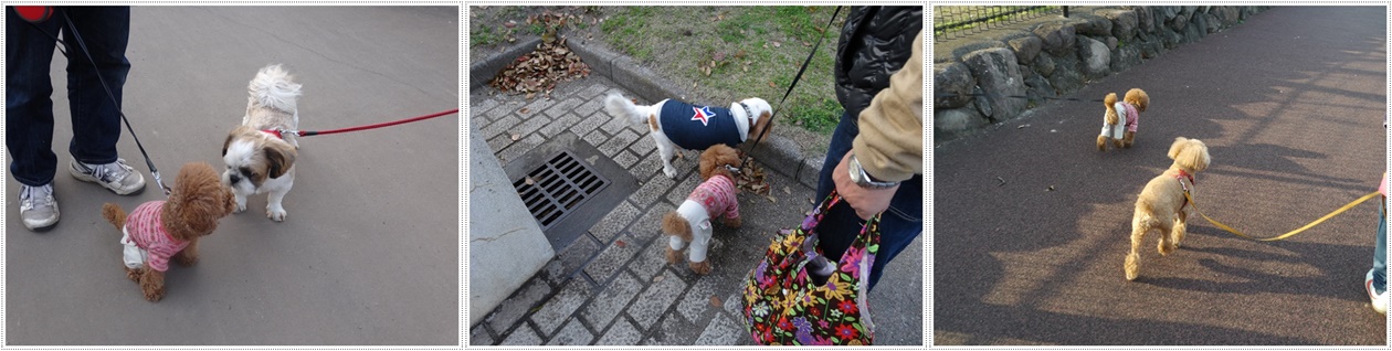 ♪♪さくら♪♪とお花見_b0175688_2156690.jpg