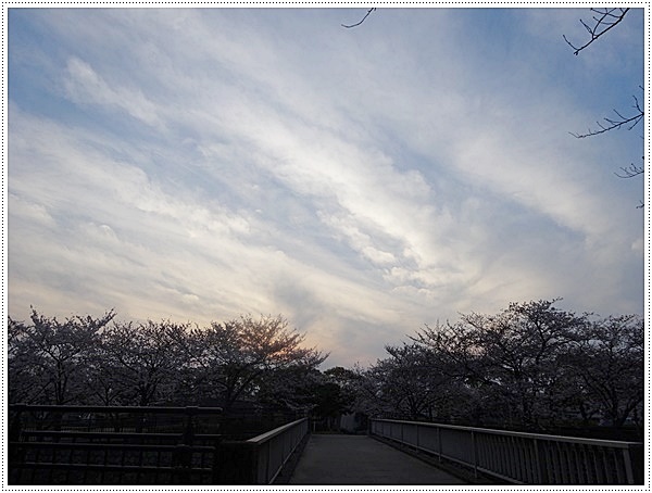 ♪♪さくら♪♪とお花見_b0175688_2201267.jpg