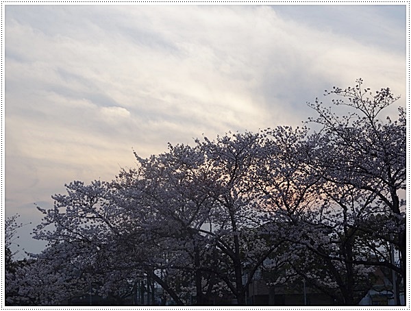 ♪♪さくら♪♪とお花見_b0175688_2202239.jpg