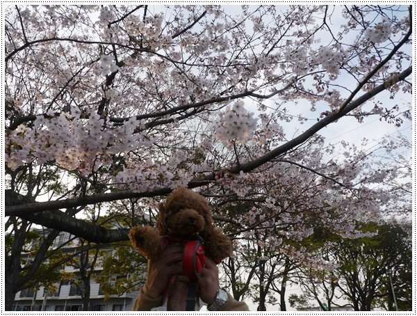 ♪♪さくら♪♪とお花見_b0175688_220868.jpg