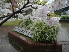 3月30日(日)､神戸は強い雨が降りました_b0192588_11688.jpg