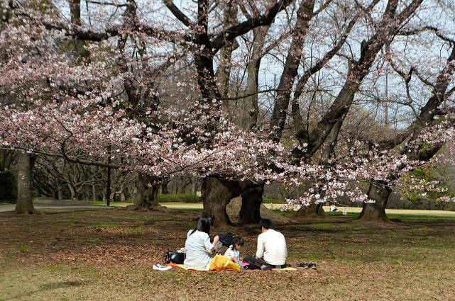 ２０１４年・桜Week1(成城学園前駅・仙川～砧公園）_d0099791_21263322.jpg