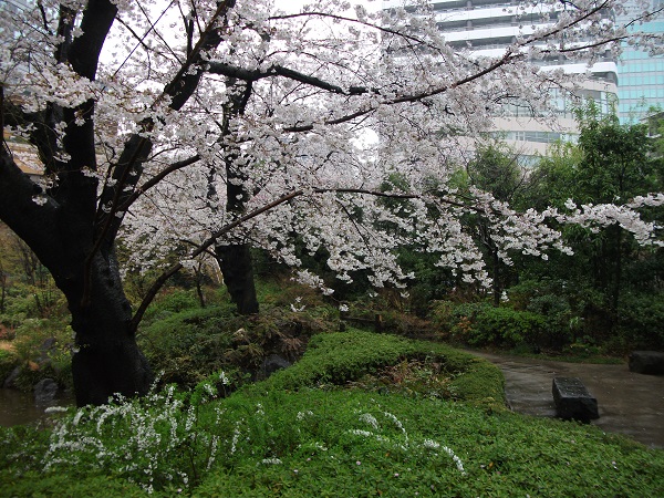 ２０１４・桜Week2(美術展＆六本木ヒルズ毛利庭園他）_d0099791_22551032.jpg