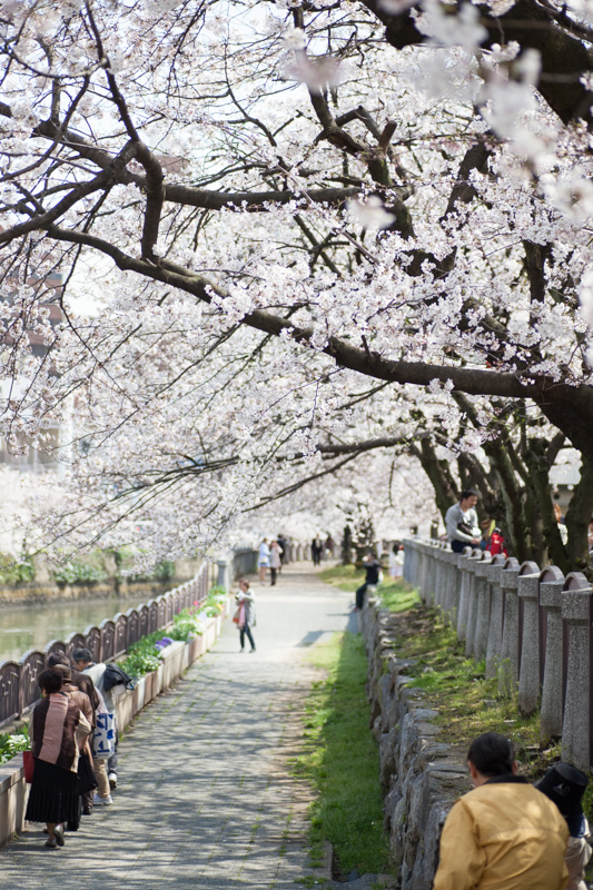 サクラデート♪（3月27日）　天神中央公園　*3_d0147393_18292467.jpg