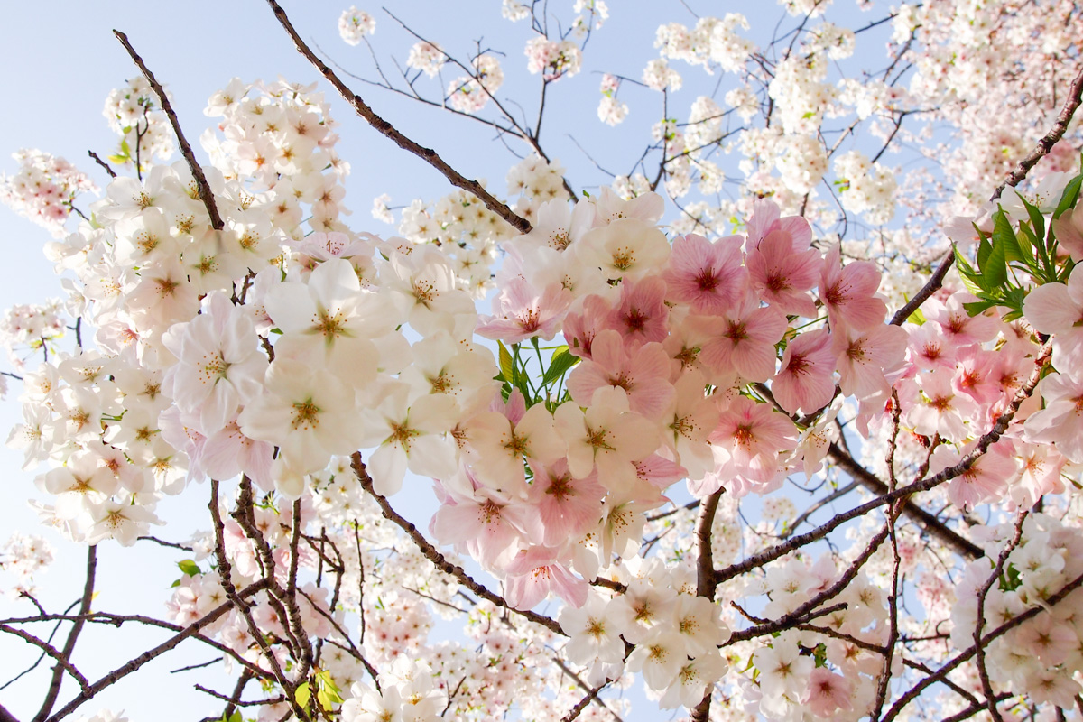 サクラデート♪（3月27日）　天神中央公園　*3_d0147393_1833441.jpg