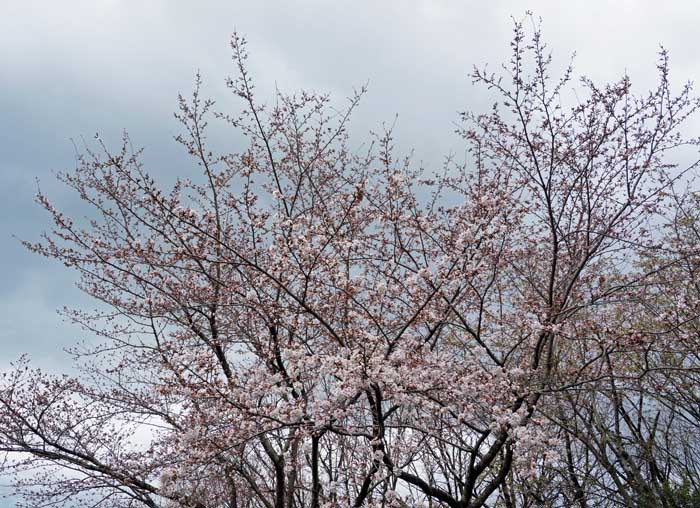 桜_e0016894_1644172.jpg