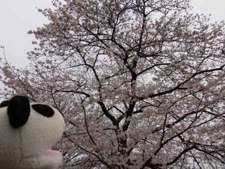 桜は一気に_f0033598_1755044.jpg