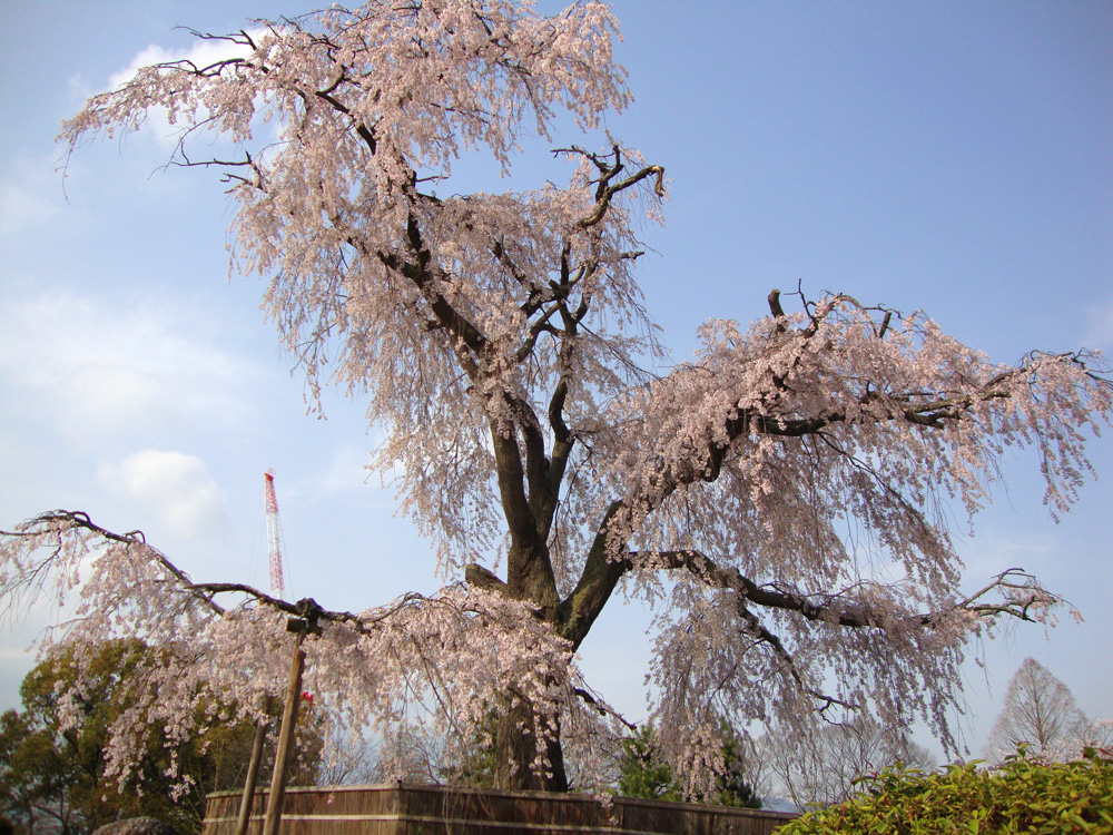 お花見シーズン_d0162300_1752512.jpg