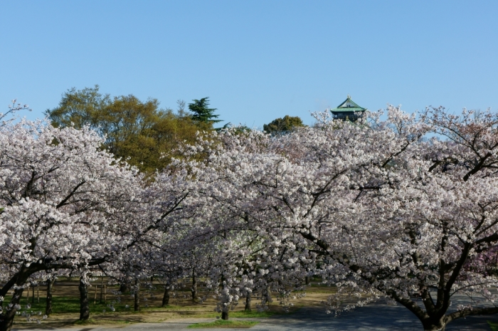 今朝の大阪城_d0288500_21211840.jpg