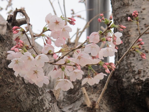 春一番、桜を愛でる・・・３_c0075701_2021534.jpg