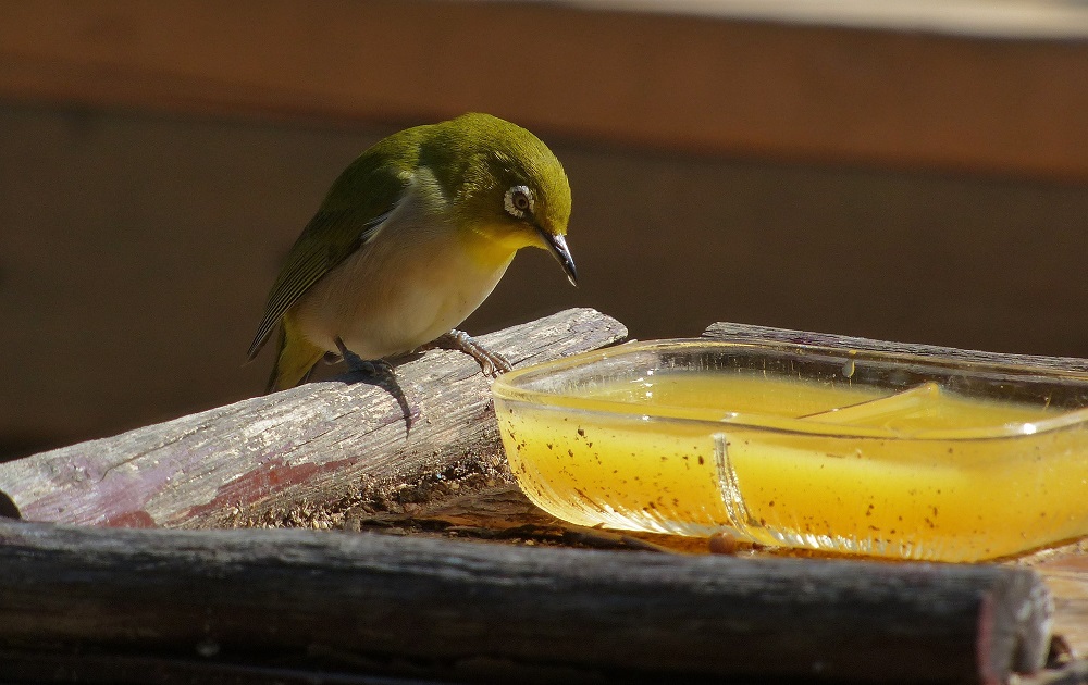 庭に来る小鳥たち たまにバトルも ぶらり探鳥 庭に来る小鳥たち たまにバトルも ぶらり探鳥