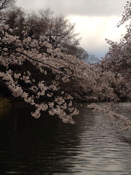 桜咲く…_c0086204_9423764.jpg
