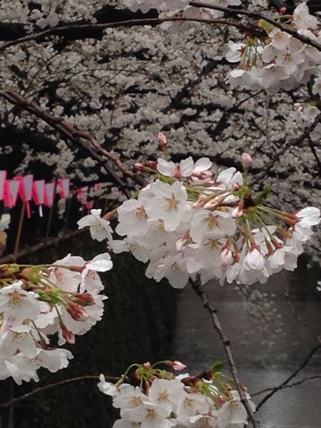 桜咲く…_c0086204_9423771.jpg