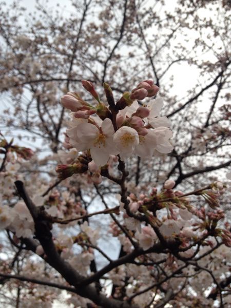 桜咲く…_c0086204_9423839.jpg