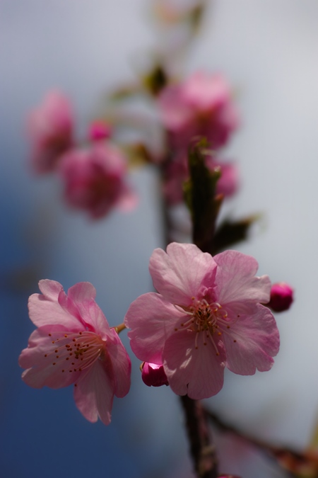 花開く、花落ちる。_d0116804_13114996.jpg